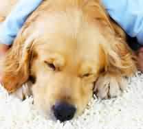 carpet cleaning